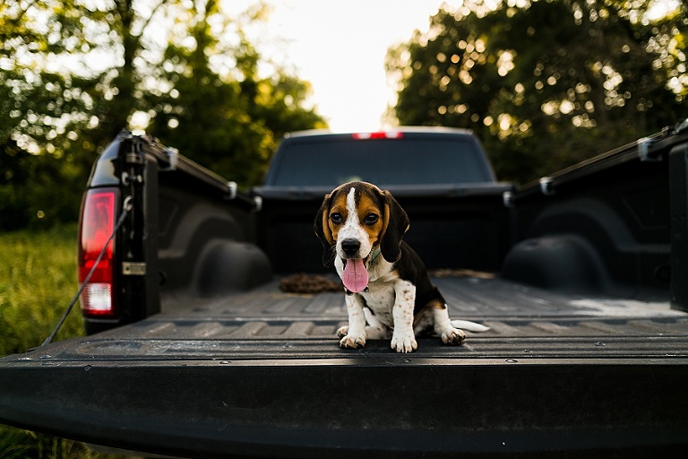 Family Farm Engagement Session St Charles Wedding and Engagement Photographer Rebecca Chapman Photography Outdoor Fall Puppies Dodge Truck Field