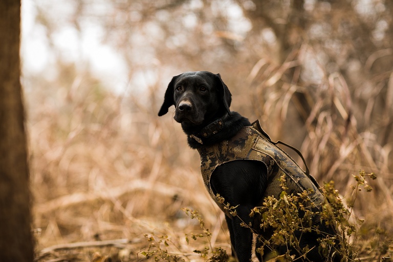 Salt Plains Ranch | Salt Plains Ranch Kiowa Kansas | Salt Plains Ranch Hunts | Salt Plains Ranch Wildlife Photographer | Salt Plains Ranch Photographer | Salt Plains Ranch Waterfowl Hunts | Salt Plains Ranch Oklahoma | Salt Plains Ranch River Bank Hunts | Salt Plains Ranch Flooded Field Hunts | St Charles Missouri Photographer | Warrenton Missouri Photographer