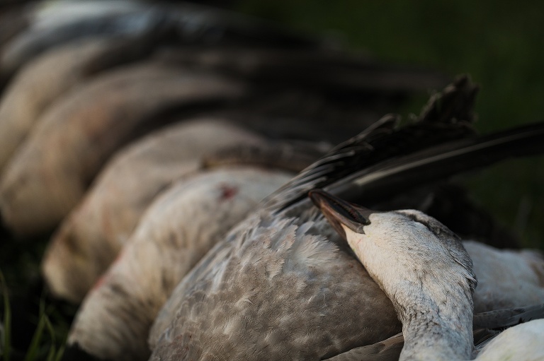 Salt Plains Ranch | Salt Plains Ranch Kiowa Kansas | Salt Plains Ranch Hunts | Salt Plains Ranch Wildlife Photographer | Salt Plains Ranch Photographer | Salt Plains Ranch Waterfowl Hunts | Salt Plains Ranch Oklahoma | Salt Plains Ranch River Bank Hunts | Salt Plains Ranch Flooded Field Hunts | St Charles Missouri Photographer | Warrenton Missouri Photographer