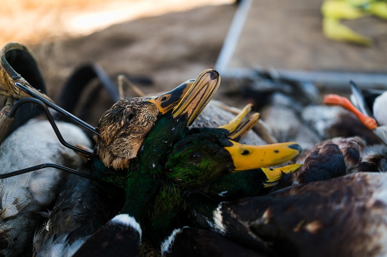 Salt Plains Ranch | Salt Plains Ranch Kiowa Kansas | Salt Plains Ranch Hunts | Salt Plains Ranch Wildlife Photographer | Salt Plains Ranch Photographer | Salt Plains Ranch Waterfowl Hunts | Salt Plains Ranch Oklahoma | Salt Plains Ranch River Bank Hunts | Salt Plains Ranch Flooded Field Hunts | St Charles Missouri Photographer | Warrenton Missouri Photographer