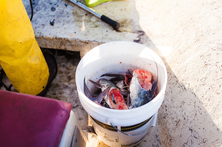 St Charles Travel Photographer | Adventure Photographer | Blue Crab Fishing | Punta Gorda Florida | Punta Gorda Florida Photographer | Fish and Wildlife Photographer | Blue Crab Photographer