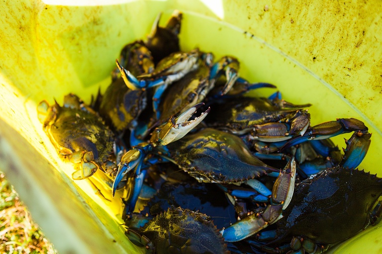  St Charles Travel Photographer | Adventure Photographer | Blue Crab Fishing | Punta Gorda Florida | Punta Gorda Florida Photographer | Fish and Wildlife Photographer | Blue Crab Photographer