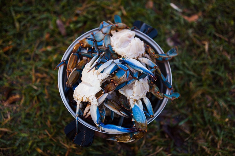 Punta Gorda Florida | Punta Gorda Florida Photographer | Punta Gorda Florida Blue Crabs | Punta Gorda Florida Blue Crab fishing | St Charles Travel Photographer | St Charles photographer |