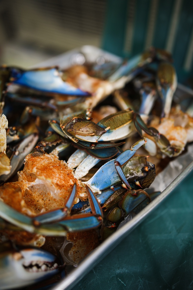 Punta Gorda Florida | Punta Gorda Florida Photographer | Punta Gorda Florida Blue Crabs | Punta Gorda Florida Blue Crab fishing | St Charles Travel Photographer | St Charles photographer |