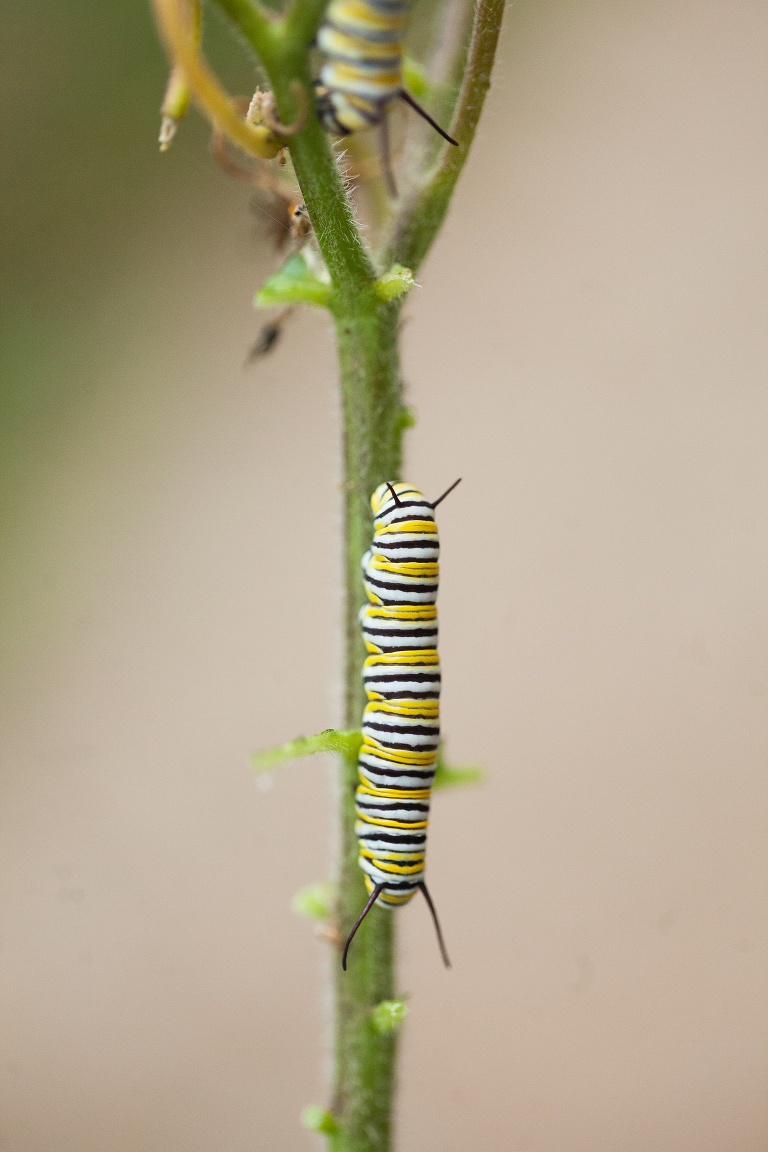 Monarch Butterfly | Raising Monarch Butterflies | Monarch Whisperer | Caterpillar eating Milkweed | Monarch Butter Garden | Learning about Monarch Butterflies | St Charles Photographer | St Charles Photographer | Warrenton Mo Photographer | Warrenton Mo Photographer | Wright City Mo Photographer | Wright City Mo Photographer | St Louis Photographer | St Louis Photographer | Missouri Photographer | Missouri Photographer | 