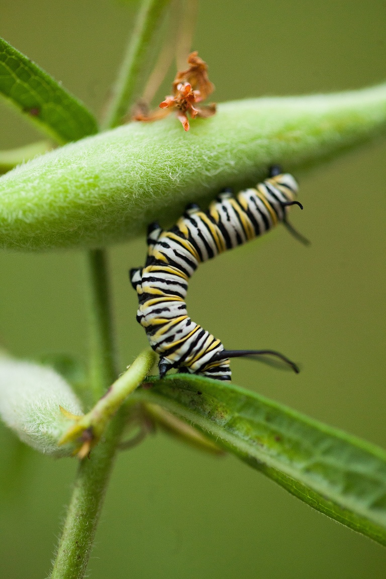 Monarch Butterfly | Raising Monarch Butterflies | Monarch Whisperer | Caterpillar eating Milkweed | Monarch Butter Garden | Learning about Monarch Butterflies | St Charles Photographer | St Charles Photographer | Warrenton Mo Photographer | Warrenton Mo Photographer | Wright City Mo Photographer | Wright City Mo Photographer | St Louis Photographer | St Louis Photographer | Missouri Photographer | Missouri Photographer | 