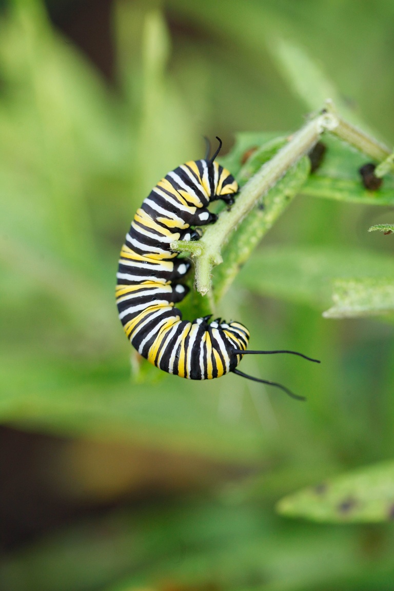 Monarch Butterfly | Raising Monarch Butterflies | Monarch Whisperer | Caterpillar eating Milkweed | Monarch Butter Garden | Learning about Monarch Butterflies | St Charles Photographer | St Charles Photographer | Warrenton Mo Photographer | Warrenton Mo Photographer | Wright City Mo Photographer | Wright City Mo Photographer | St Louis Photographer | St Louis Photographer | Missouri Photographer | Missouri Photographer | 