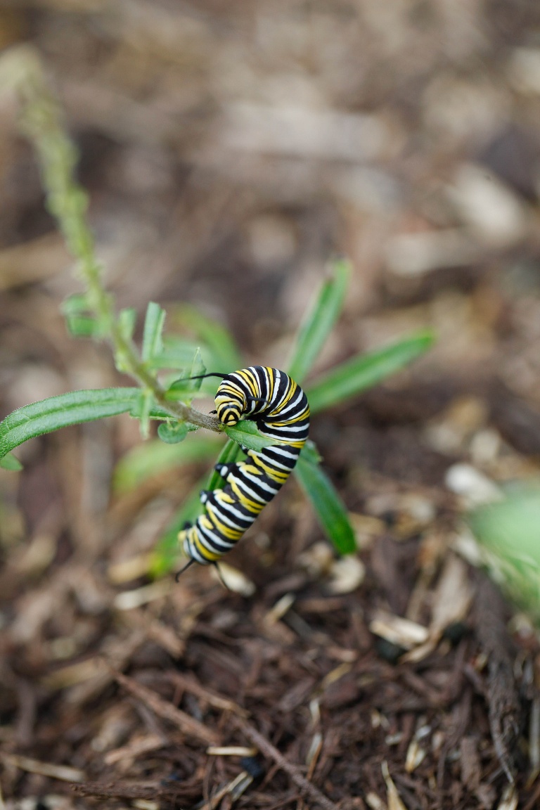 Monarch Butterfly | Raising Monarch Butterflies | Monarch Whisperer | Caterpillar eating Milkweed | Monarch Butter Garden | Learning about Monarch Butterflies | St Charles Photographer | St Charles Photographer | Warrenton Mo Photographer | Warrenton Mo Photographer | Wright City Mo Photographer | Wright City Mo Photographer | St Louis Photographer | St Louis Photographer | Missouri Photographer | Missouri Photographer | 