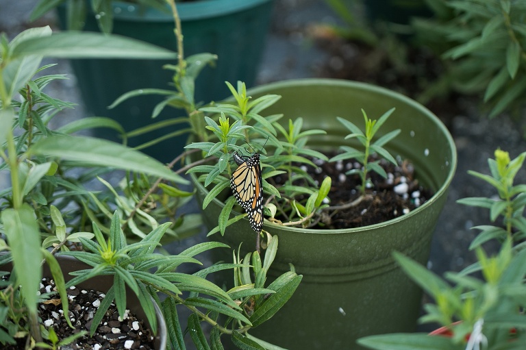 Monarch Butterfly | Raising Monarch Butterflies | Monarch Whisperer | Eggs on Milkweed | Monarch Butter Garden | Learning about Monarch Butterflies | St Charles Photographer | St Charles Photographer | Warrenton Mo Photographer | Warrenton Mo Photographer | Wright City Mo Photographer | Wright City Mo Photographer | St Louis Photographer | St Louis Photographer | Missouri Photographer | Missouri Photographer | 