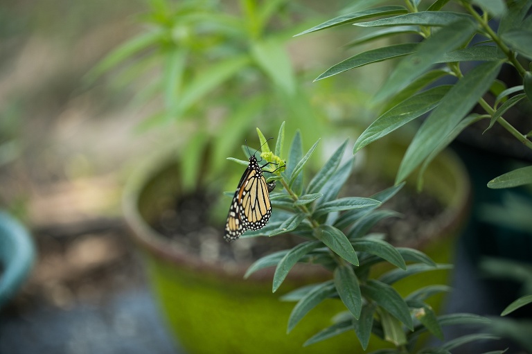 Monarch Butterfly | Raising Monarch Butterflies | Monarch Whisperer | Eggs on Milkweed | Monarch Butter Garden | Learning about Monarch Butterflies | St Charles Photographer | St Charles Photographer | Warrenton Mo Photographer | Warrenton Mo Photographer | Wright City Mo Photographer | Wright City Mo Photographer | St Louis Photographer | St Louis Photographer | Missouri Photographer | Missouri Photographer | 