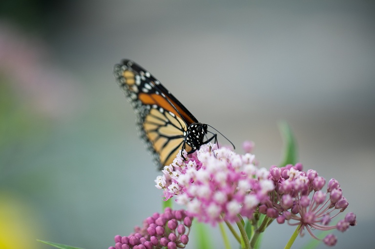 What do Monarch Caterpillars eat | Missouri Native Milkweed | Missouri Native Wildflowers | Save the Monarchs | Monarch Butterflies | Nature photographer | St Charles Photographer | St Charles Photographer | Warrenton Mo Photographer | Warrenton Mo Photographer | Wright City Mo Photographer | Wright City Mo Photographer | St Louis Photographer | St Louis Photographer | Missouri Photographer | Missouri Photographer |  Swamp Milkweed | Monarch Butterfly on Swamp Milkweed | Asclepias incarnate |