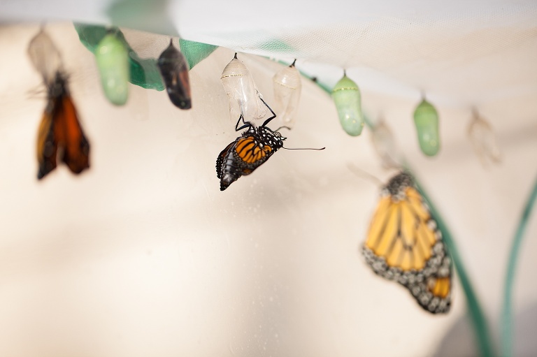 Monarch Butterfly | Monarch Butterfly Chrysalis | Monarch Butterfly Cocoon | Caterpillar to Butterfly | Hanging J | Caterpillar Forming Chrysalis | St Charles Monarch Butterfly Photographer | St Charles Photographer | Warrenton Mo Monarch Butterfly Photographer | Warrenton Mo Photographer | Wright City Mo Monarch Butterfly Photographer | Wright City Mo Photographer | St Louis Monarch Butterfly Photographer | St Louis Photographer | Missouri Monarch Butterfly Photographer | Missouri Photographer | Save the Monarchs | Monarch Whisperer | Monarch Butterfly Hatching | Monarch Butterfly Eclosing | Coming out of Chrysalis | Coming out of Cocoon | 