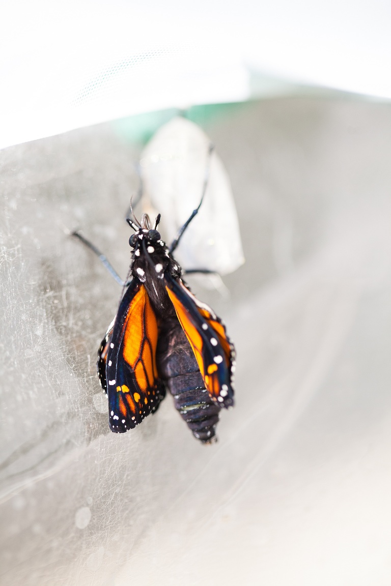 Monarch Butterfly | Monarch Butterfly Chrysalis | Monarch Butterfly Cocoon | Caterpillar to Butterfly | Hanging J | Caterpillar Forming Chrysalis | St Charles Monarch Butterfly Photographer | St Charles Photographer | Warrenton Mo Monarch Butterfly Photographer | Warrenton Mo Photographer | Wright City Mo Monarch Butterfly Photographer | Wright City Mo Photographer | St Louis Monarch Butterfly Photographer | St Louis Photographer | Missouri Monarch Butterfly Photographer | Missouri Photographer | Save the Monarchs | Monarch Whisperer | Monarch Butterfly Hatching | Monarch Butterfly Eclosing | Coming out of Chrysalis | Coming out of Cocoon | 