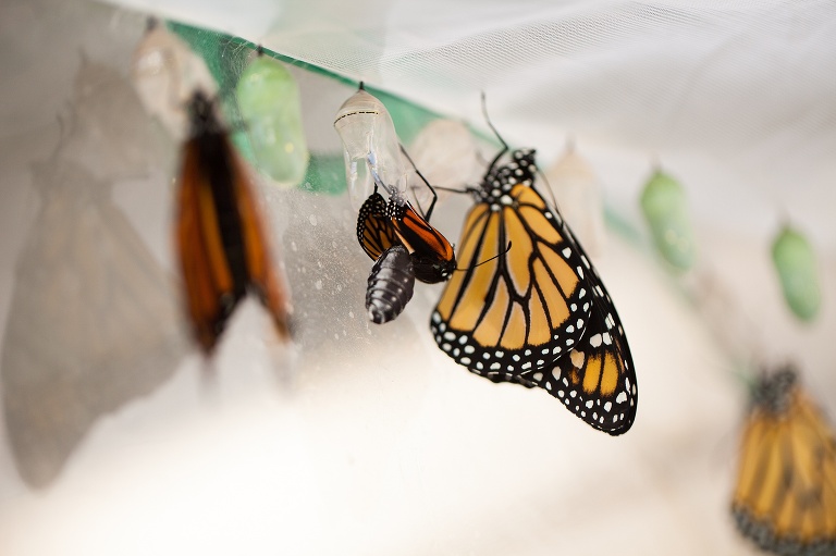 Monarch Butterfly | Monarch Butterfly Chrysalis | Monarch Butterfly Cocoon | Caterpillar to Butterfly | Hanging J | Caterpillar Forming Chrysalis | St Charles Monarch Butterfly Photographer | St Charles Photographer | Warrenton Mo Monarch Butterfly Photographer | Warrenton Mo Photographer | Wright City Mo Monarch Butterfly Photographer | Wright City Mo Photographer | St Louis Monarch Butterfly Photographer | St Louis Photographer | Missouri Monarch Butterfly Photographer | Missouri Photographer | Save the Monarchs | Monarch Whisperer | Monarch Butterfly Hatching | Monarch Butterfly Eclosing | Coming out of Chrysalis | Coming out of Cocoon | 