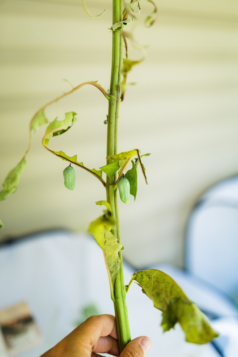 Monarch Butterfly | Monarch Butterfly Chrysalis | Monarch Butterfly Cocoon | Caterpillar to Butterfly | Hanging J | Caterpillar Forming Chrysalis | St Charles Monarch Butterfly Photographer | St Charles Photographer | Warrenton Mo Monarch Butterfly Photographer | Warrenton Mo Photographer | Wright City Mo Monarch Butterfly Photographer | Wright City Mo Photographer | St Louis Monarch Butterfly Photographer | St Louis Photographer | Missouri Monarch Butterfly Photographer | Missouri Photographer | Save the Monarchs | Monarch Whisperer