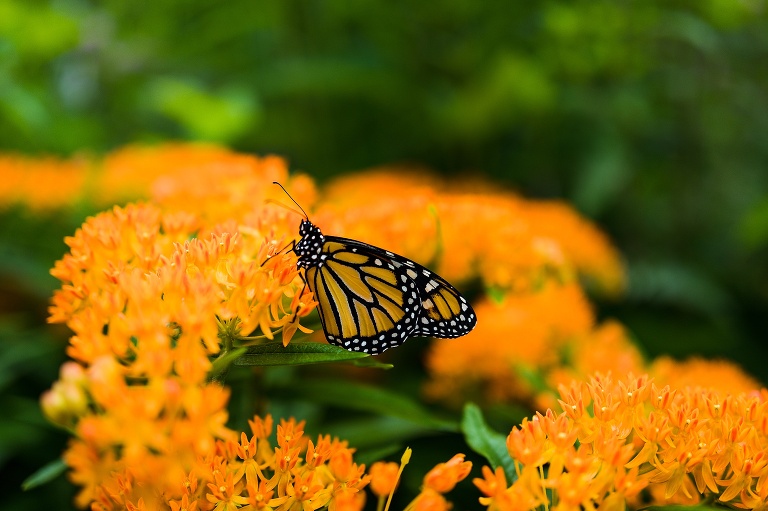 What do Monarch Caterpillars eat | Missouri Native Milkweed | Missouri Native Wildflowers | Save the Monarchs | Monarch Butterflies | Nature photographer | St Charles Photographer | St Charles Photographer | Warrenton Mo Photographer | Warrenton Mo Photographer | Wright City Mo Photographer | Wright City Mo Photographer | St Louis Photographer | St Louis Photographer | Missouri Photographer | Missouri Photographer |  Butterfly Milkweed | Monarch Butterfly on Butterfly Milkweed | Asclepias tuberosa