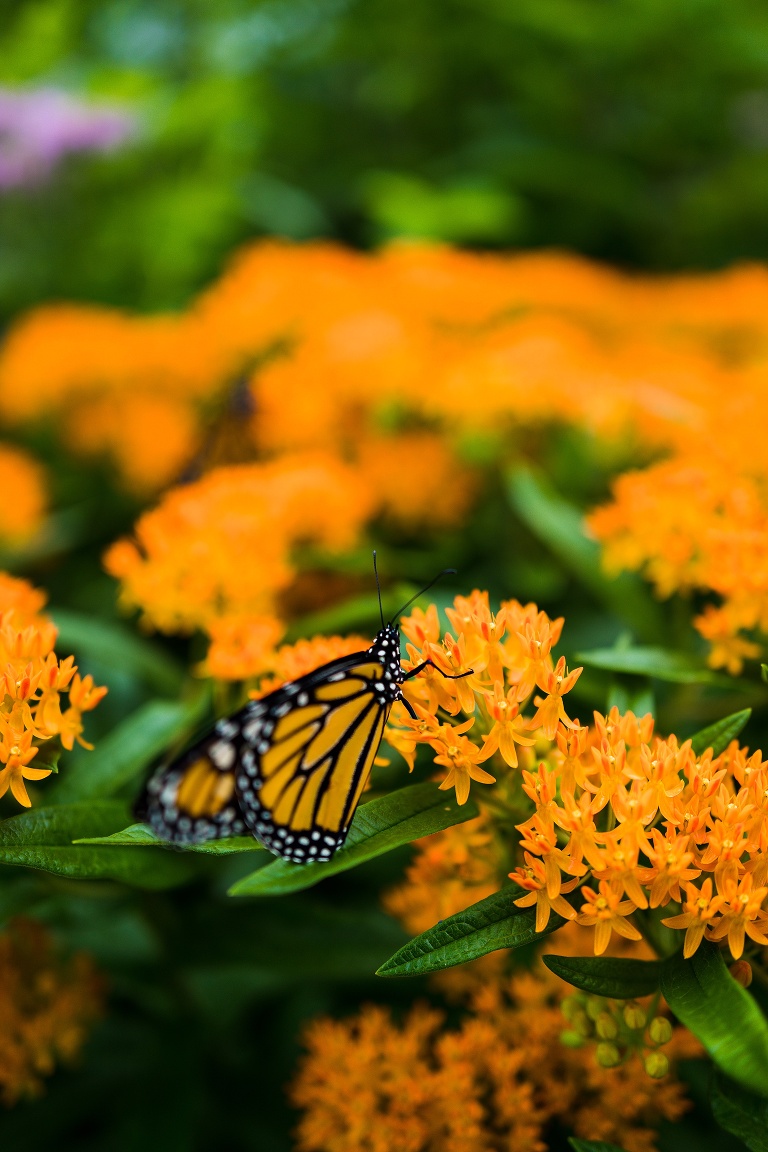 What do Monarch Caterpillars eat | Missouri Native Milkweed | Missouri Native Wildflowers | Save the Monarchs | Monarch Butterflies | Nature photographer | St Charles Photographer | St Charles Photographer | Warrenton Mo Photographer | Warrenton Mo Photographer | Wright City Mo Photographer | Wright City Mo Photographer | St Louis Photographer | St Louis Photographer | Missouri Photographer | Missouri Photographer |  Butterfly Milkweed | Monarch Butterfly on Butterfly Milkweed | Asclepias tuberosa