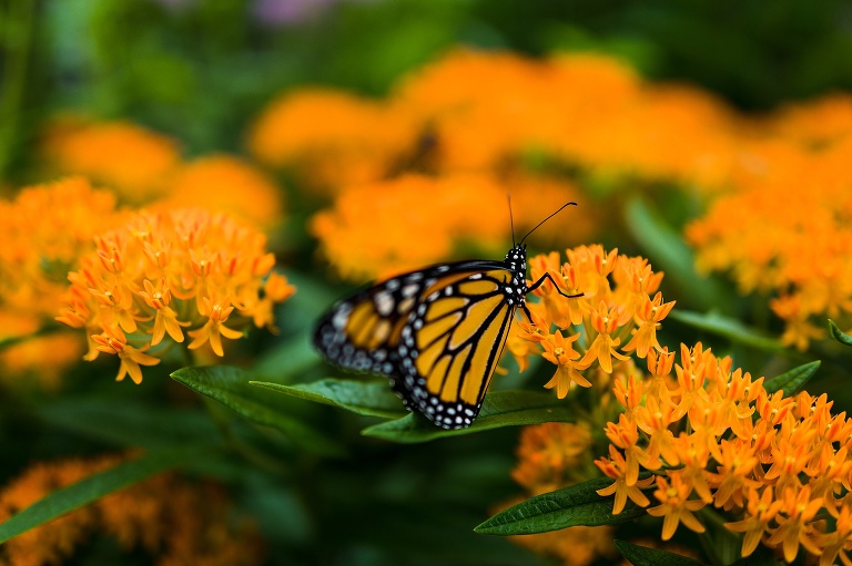 What do Monarch Caterpillars eat | Missouri Native Milkweed | Missouri Native Wildflowers | Save the Monarchs | Monarch Butterflies | Nature photographer | St Charles Photographer | St Charles Photographer | Warrenton Mo Photographer | Warrenton Mo Photographer | Wright City Mo Photographer | Wright City Mo Photographer | St Louis Photographer | St Louis Photographer | Missouri Photographer | Missouri Photographer |  Butterfly Milkweed | Monarch Butterfly on Butterfly Milkweed | Asclepias tuberosa