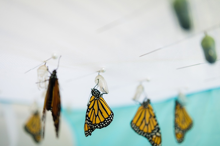 Monarch Butterfly | Monarch Butterfly Chrysalis | Monarch Butterfly Cocoon | Caterpillar to Butterfly | Hanging J | Caterpillar Forming Chrysalis | St Charles Monarch Butterfly Photographer | St Charles Photographer | Warrenton Mo Monarch Butterfly Photographer | Warrenton Mo Photographer | Wright City Mo Monarch Butterfly Photographer | Wright City Mo Photographer | St Louis Monarch Butterfly Photographer | St Louis Photographer | Missouri Monarch Butterfly Photographer | Missouri Photographer | Save the Monarchs | Monarch Whisperer | Monarch Butterfly Hatching | Monarch Butterfly Eclosing | Coming out of Chrysalis | Coming out of Cocoon | 