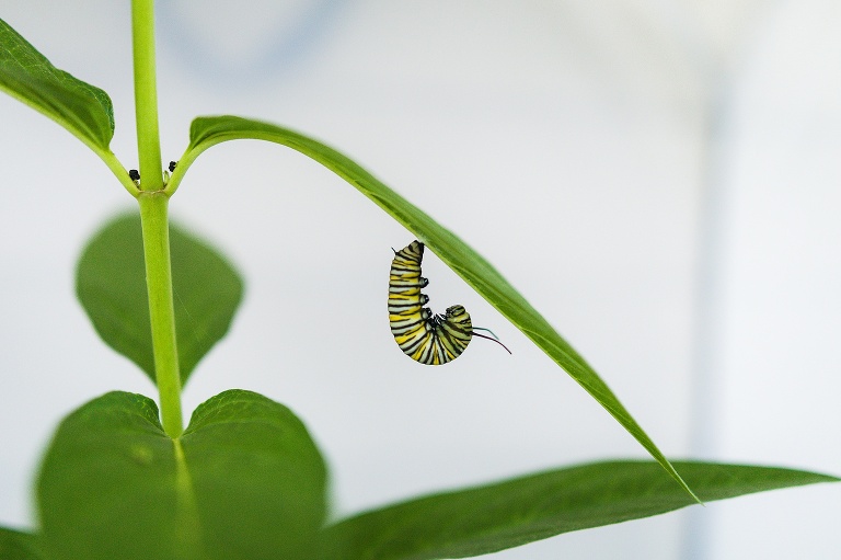 Monarch Butterfly | Raising Monarch Butterflies | Monarch Whisperer | Caterpillar eating Milkweed | Monarch Butter Garden | Learning about Monarch Butterflies | St Charles Photographer | St Charles Photographer | Warrenton Mo Photographer | Warrenton Mo Photographer | Wright City Mo Photographer | Wright City Mo Photographer | St Louis Photographer | St Louis Photographer | Missouri Photographer | Missouri Photographer | 