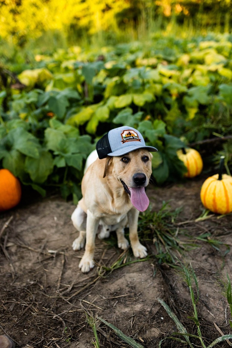 Roosters Pumpkin Patch | Jonesburg Missouri | Missouri Photographer | Warrenton Missouri Photographer | High Hill Missouri Photographer | Montgomery City Missouri Photographer |