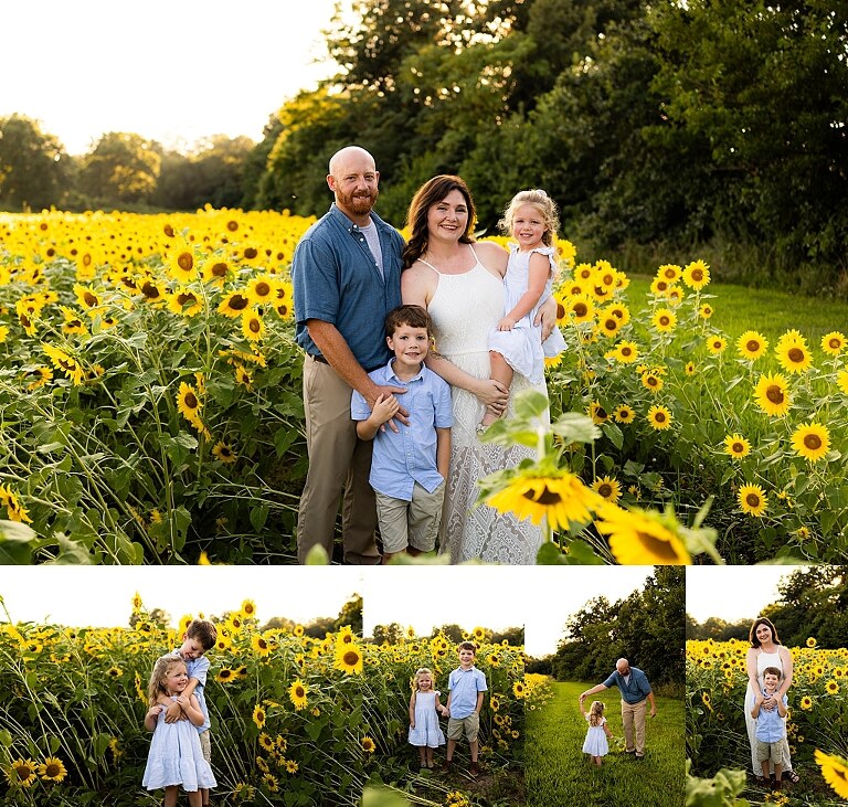 Family of four during sunflower mini photo session in Jonesburg Missouri | Kids smiling in sunflower field during family tradition photo shoot | Family cuddles in sunflower field during summer photos | Missouri Photographer | Outdoor photographer 