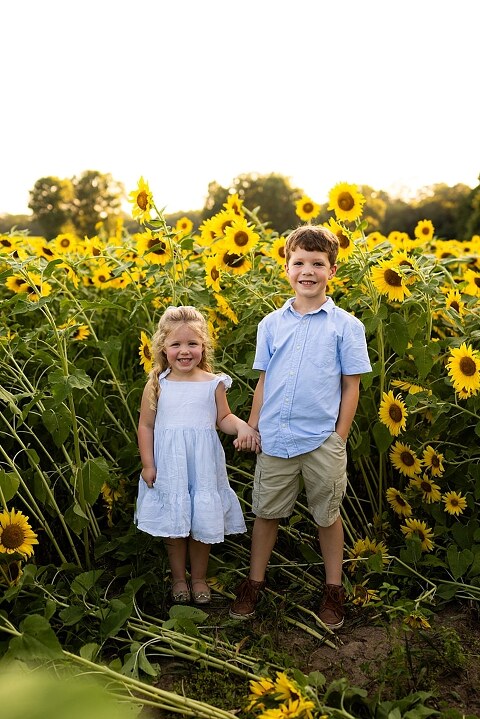 Family of four during sunflower mini photo session in Jonesburg Missouri | Kids smiling in sunflower field during family tradition photo shoot | Family cuddles in sunflower field during summer photos | Missouri Photographer | Outdoor photographer 