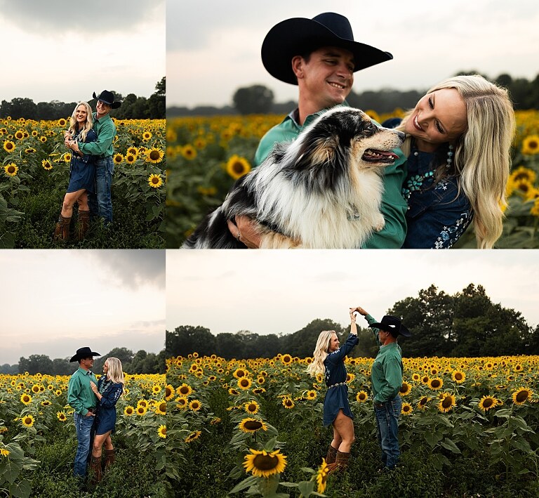 Couple standing together in a sunflower field during sunset in Jonesburg Missouri | Dog sitting in front of sunflowers with golden evening light | Couple laughing while holding their dog in a sunflower field | Sunflower Mini Photo Shoot with couple and dog at golden hour | Dog running through sunflower rows during family photo session | Missouri Sunflower Photographer