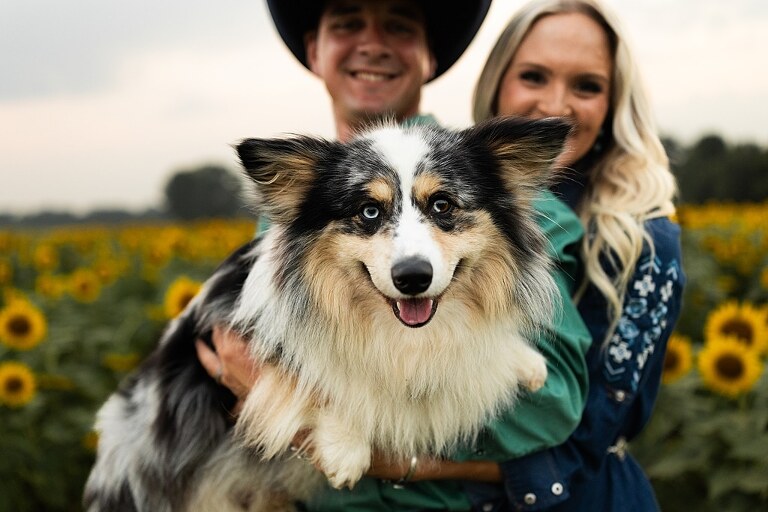 Couple standing together in a sunflower field during sunset in Jonesburg Missouri | Dog sitting in front of sunflowers with golden evening light | Couple laughing while holding their dog in a sunflower field | Sunflower Mini Photo Shoot with couple and dog at golden hour | Dog running through sunflower rows during family photo session | Missouri Sunflower Photographer