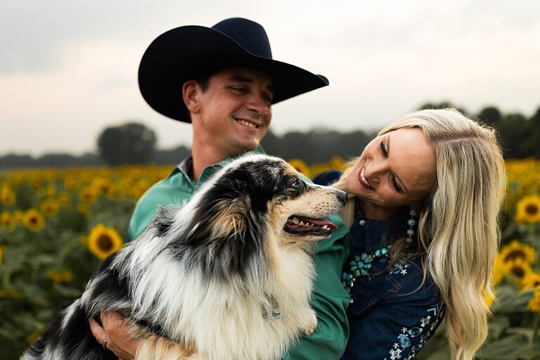 Couple standing together in a sunflower field during sunset in Jonesburg Missouri | Dog sitting in front of sunflowers with golden evening light | Couple laughing while holding their dog in a sunflower field | Sunflower Mini Photo Shoot with couple and dog at golden hour | Dog running through sunflower rows during family photo session | Missouri Sunflower Photographer