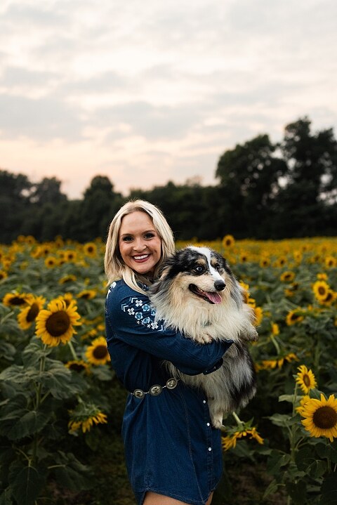 Couple standing together in a sunflower field during sunset in Jonesburg Missouri | Dog sitting in front of sunflowers with golden evening light | Couple laughing while holding their dog in a sunflower field | Sunflower Mini Photo Shoot with couple and dog at golden hour | Dog running through sunflower rows during family photo session | Missouri Sunflower Photographer