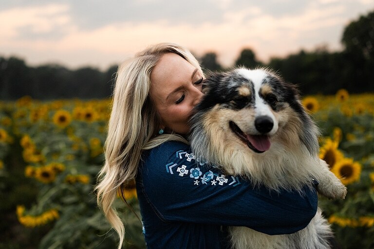 Couple standing together in a sunflower field during sunset in Jonesburg Missouri | Dog sitting in front of sunflowers with golden evening light | Couple laughing while holding their dog in a sunflower field | Sunflower Mini Photo Shoot with couple and dog at golden hour | Dog running through sunflower rows during family photo session | Missouri Sunflower Photographer